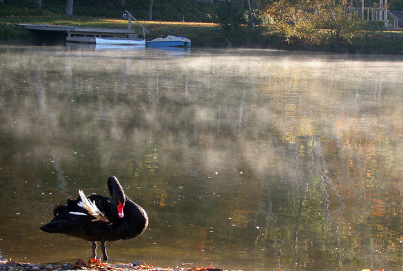 193. Black Swan Horizontal