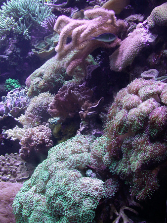 155. Irridescent Coral