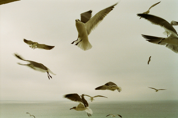 126. Seagulls #2