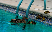 Last Ducklet in the pool