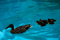 Duck and Ducklings aswim
