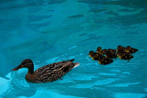 226. Duck and Ducklings aswim