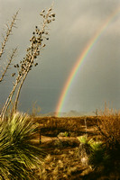 142. New Mexico Rainbow,  Vertical