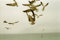 127. Seagulls #3