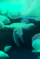 156. Jellyfish