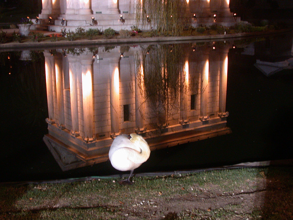 124. White Swan and Reflection